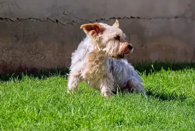 What do yorkies usually die from