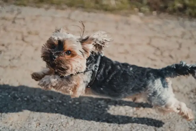How Much Should My Yorkie Weigh?