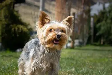 6 Reasons Why Does My Yorkie Snort Like A Pig 4 Treatment Steps