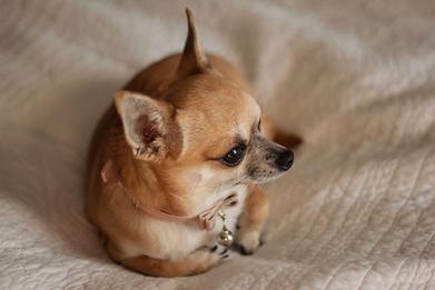 do chihuahuas have curly tails