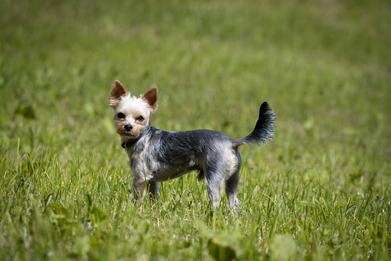 how fast can yorkies run