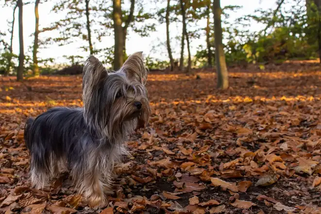What Do Yorkies Like To Play With?
