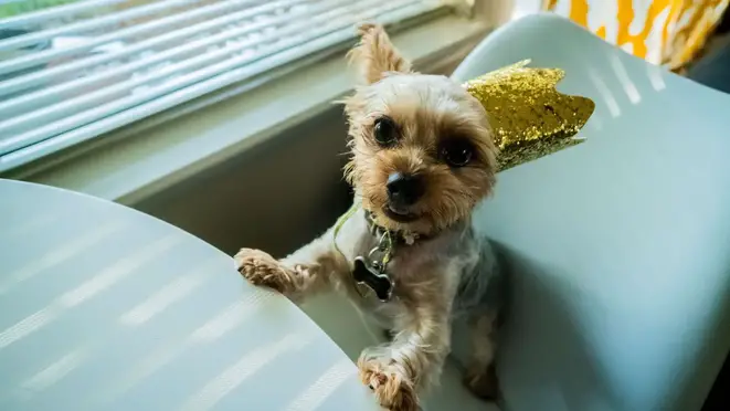 How Much Should My Yorkie Weigh?