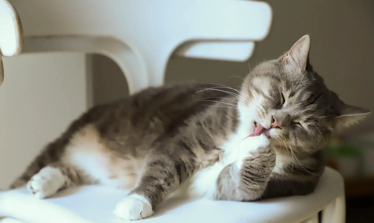 cat licking paws looking for best cat food for constipation