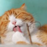 ginger cat best cat food for diabetic cats
