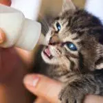 kitten feeding milk best canned kitten food