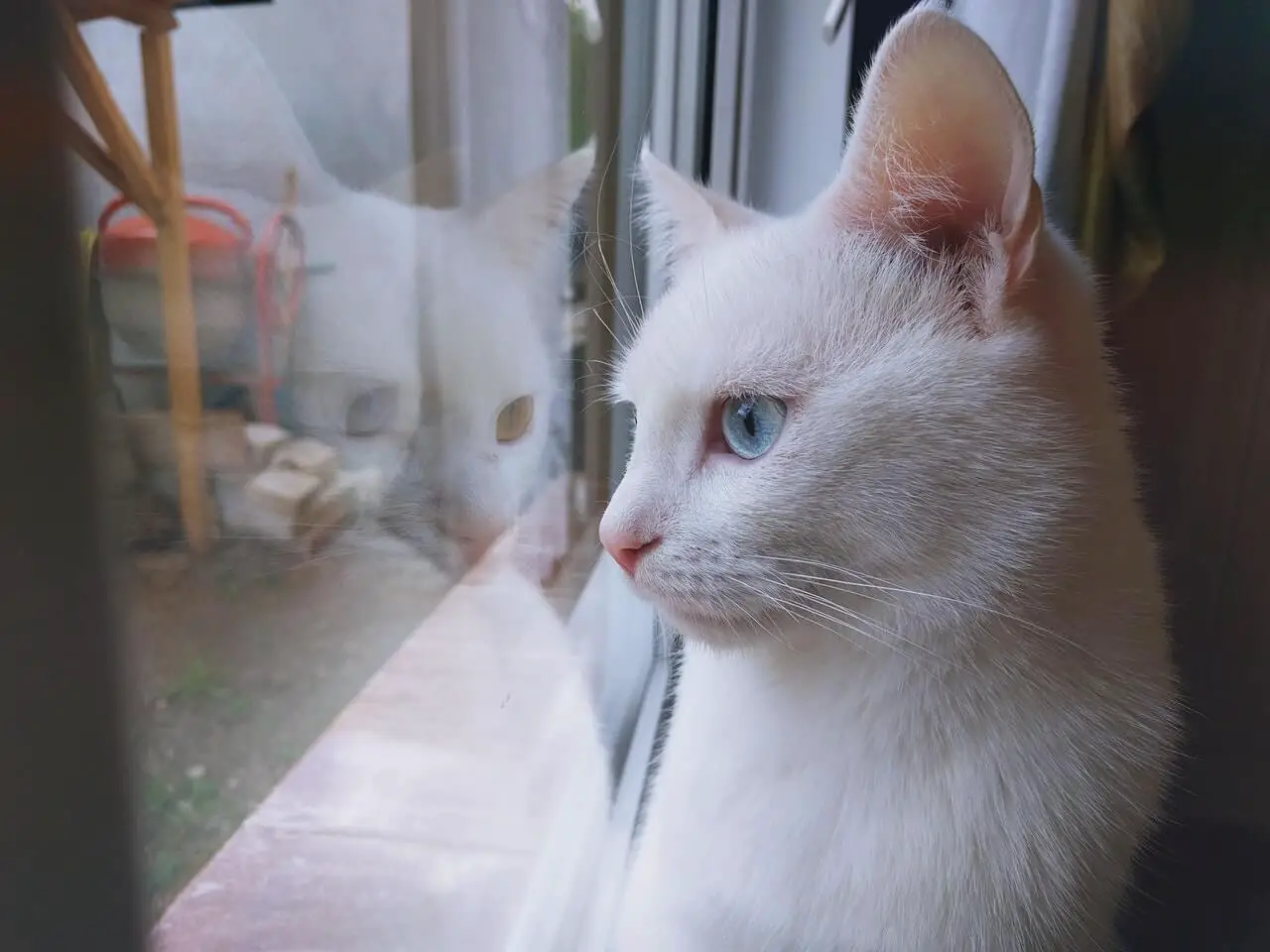 White cat look out of window best cat window perches