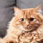 brown long hair cat using long hair cat brush