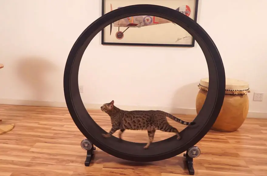 cat treadmill wheel