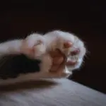 close up cat paws for best cat nail clippers