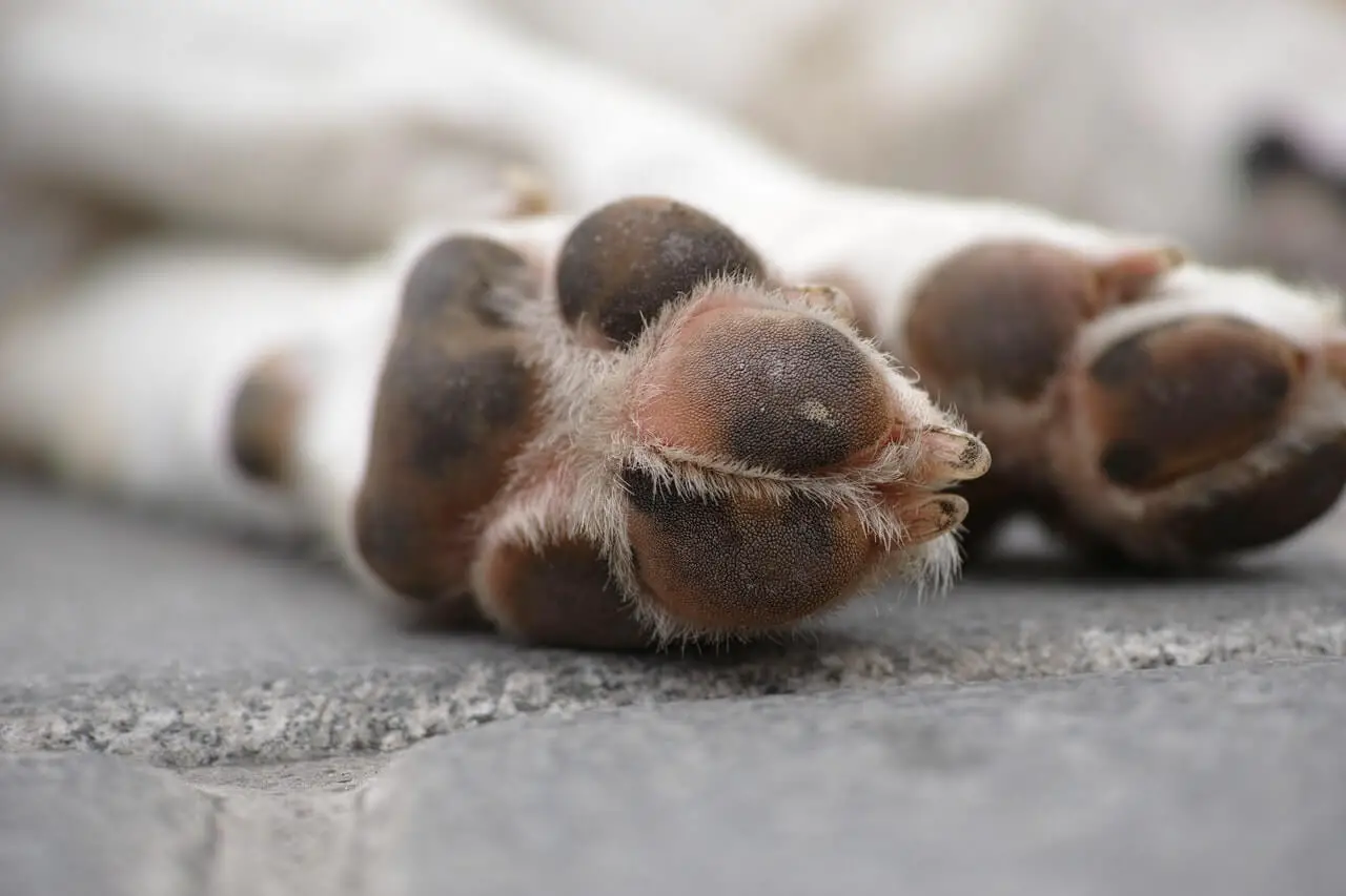 dog paw ready for best pet nail grinder