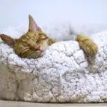 ginger cat sleeping on fluffy cat bed