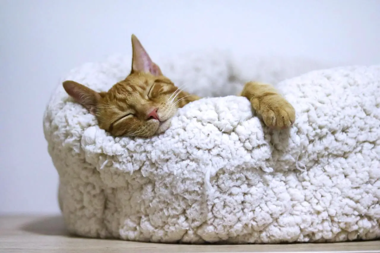 ginger cat sleeping on fluffy cat bed