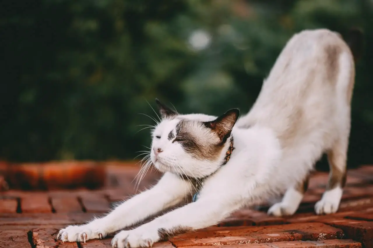 stretching white cat restraint bag