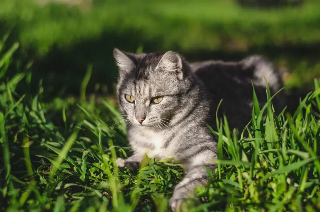 Best Grass Cat Litter in 2022 (with Reviews!)