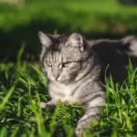 cat grass litter