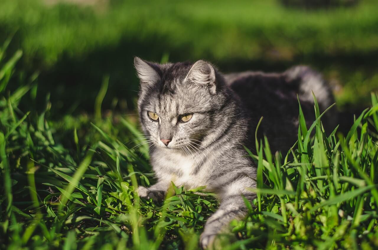 cat grass litter