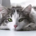 Best cat litter for smell
