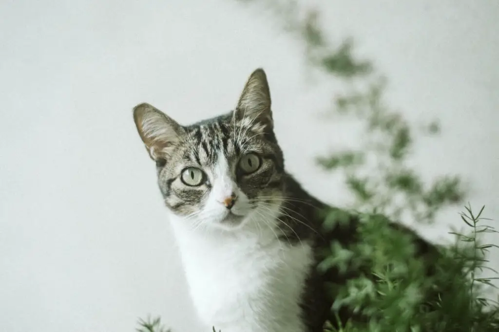 Best Brush For Short Hair Cat in 2022 (with Reviews)