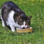 best natural cat food for 2020