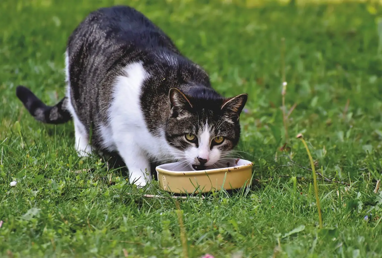 best natural cat food for 2020