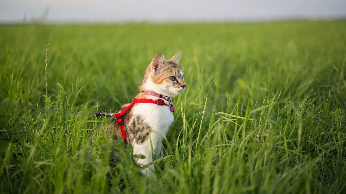 best escape proof cat harness