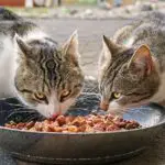 High fiber cat food for diarrhea