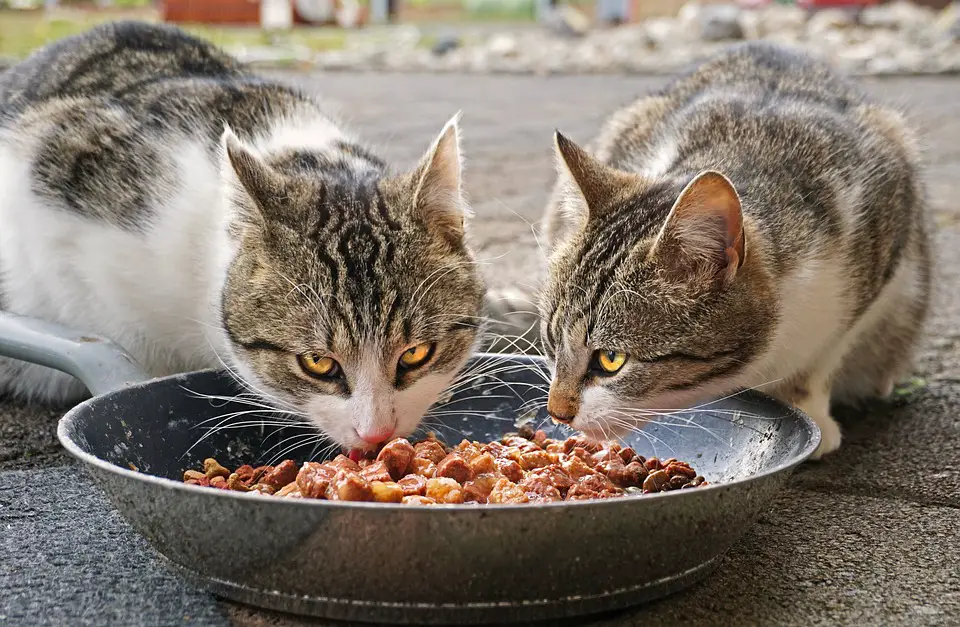High fiber cat food for diarrhea