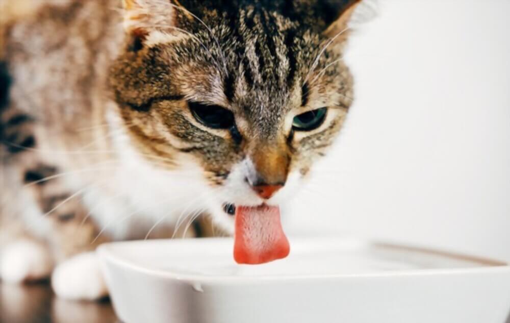 Can cats drink orange juice