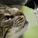 How to prevent slime in pet water fountain
