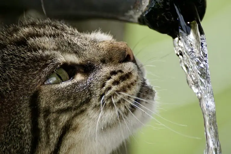 **4 Easy Ways** How To Prevent Slime in Pet Water Fountain?