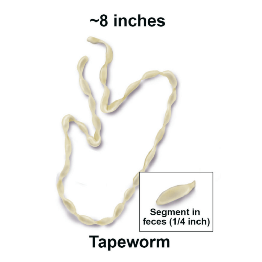 tape worm tabs cats