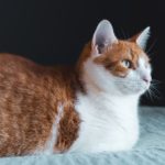 best low entry litter box for senior cats
