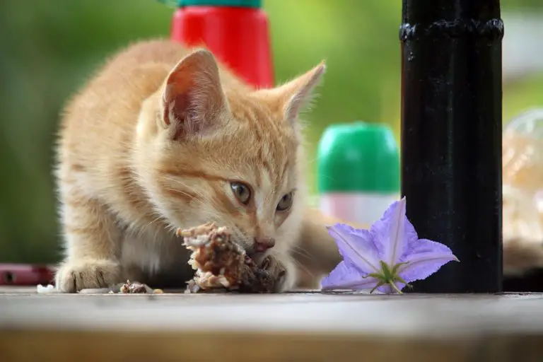 Low Protein Dry Cat Food For Kidney Disease