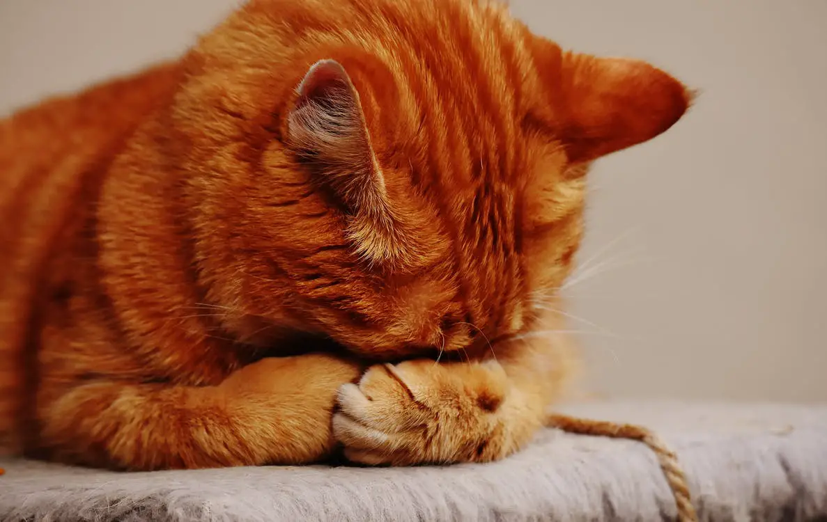 Can Cats Eat Ginger What Are The Benefits of Ginger for Cats [2022]