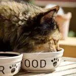 how to feed cat wet food while away