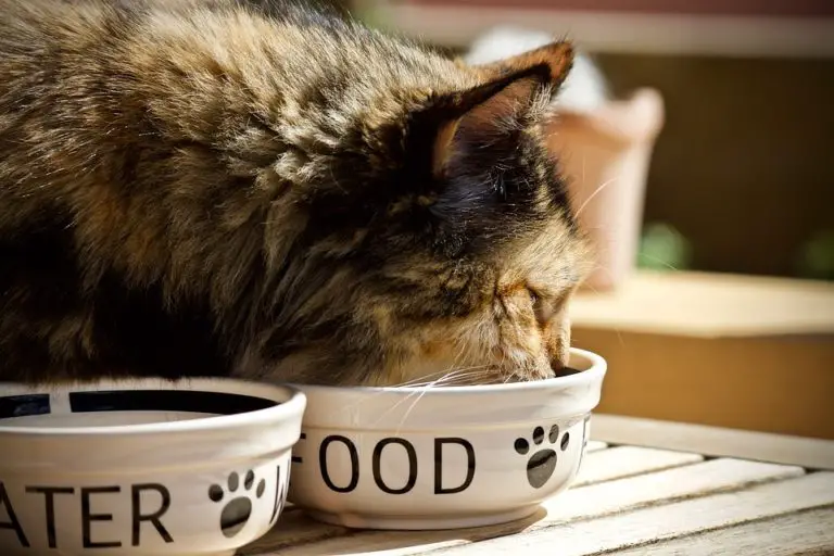 Best Cat Food for Cats That Throw Up in 2020 (with Reviews!)