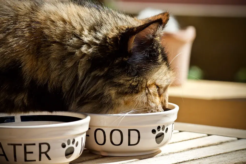 how to feed cat wet food while away