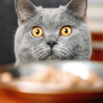 31 toxic foods for cats