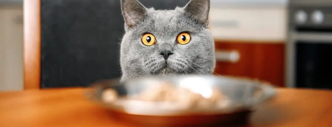 31 toxic foods for cats