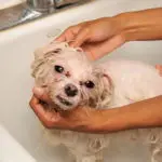 Can you use baby shampoo on dogs