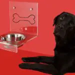 Stainless steel slow feeder dog bowl
