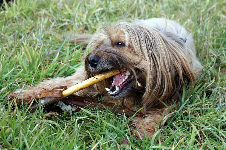 are dentastix good for dogs