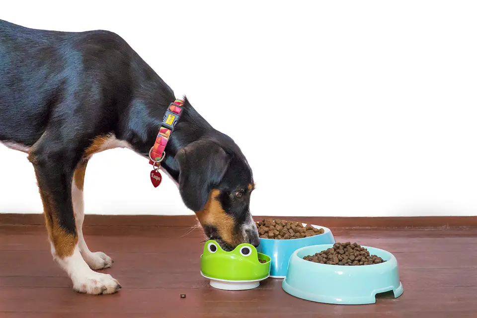 benefits of elevated dog bowls