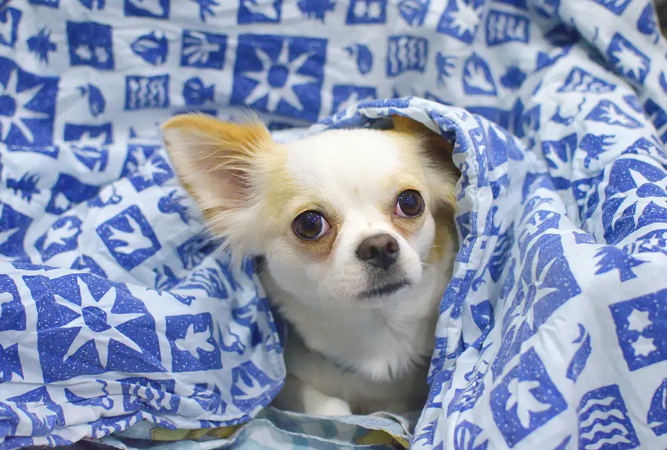 best chew proof dog blanket