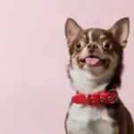 best collar for Chihuahua