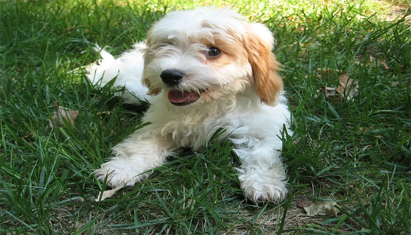 best dog food for cavapoo