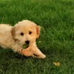 best food for cavapoo puppy
