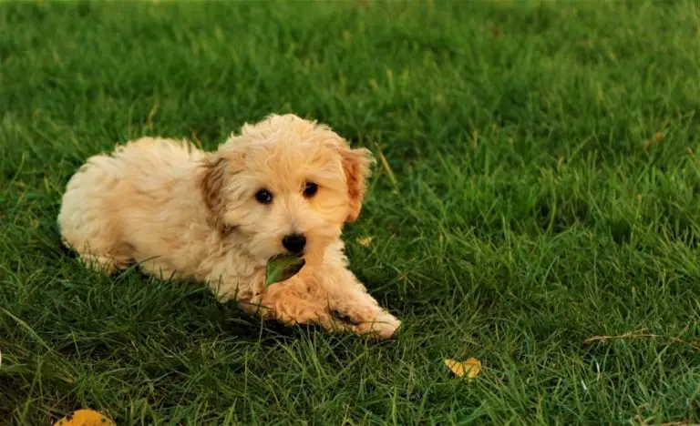 Best Food for Cavapoo Puppy in 2022 (With Reviews!)