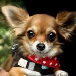best harness for Chihuahua